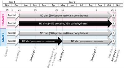 Exploring the Impact of a Low-Protein High-Carbohydrate Diet in Mature Broodstock of a Glucose-Intolerant Teleost, the Rainbow Trout